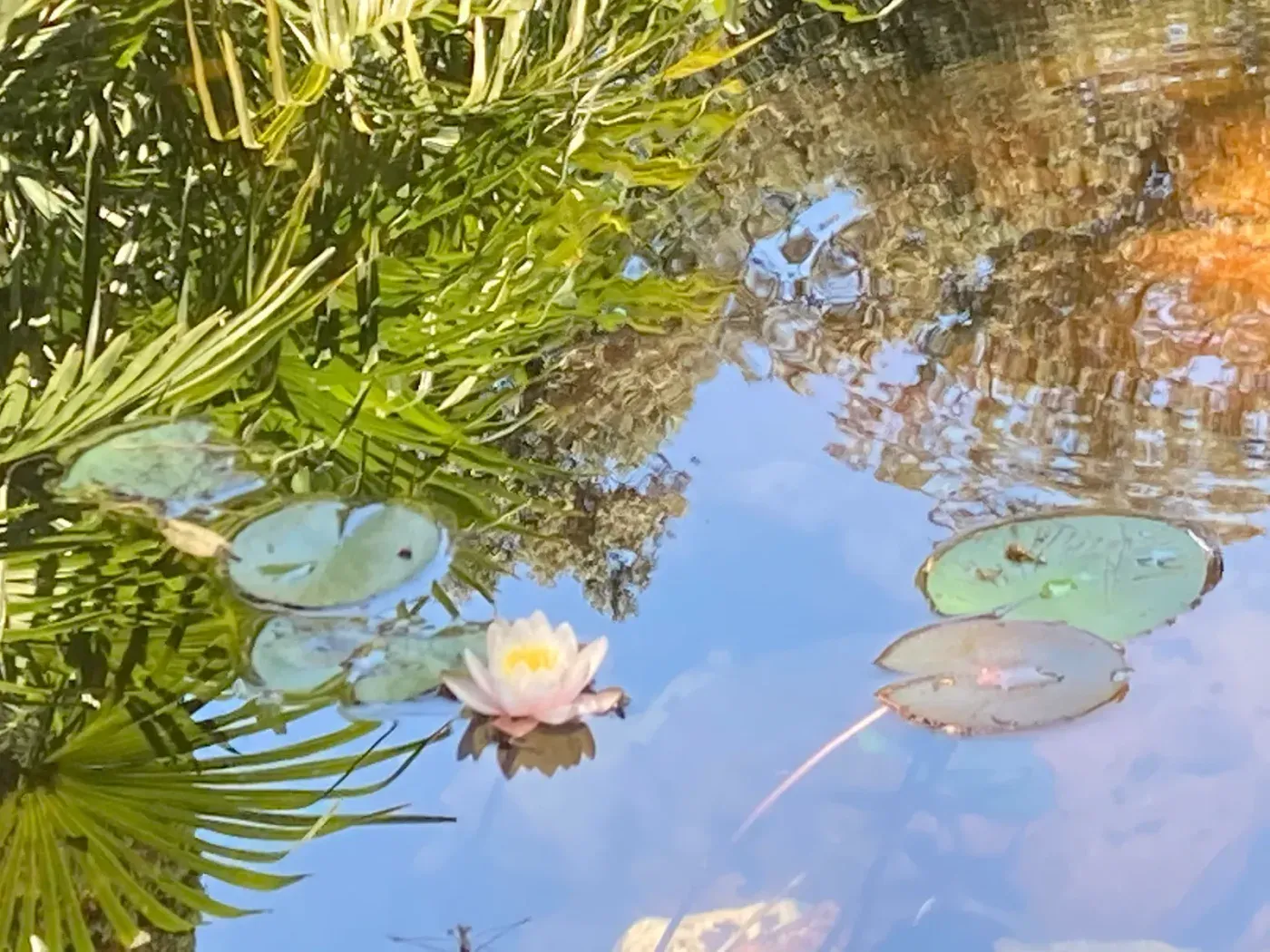 Il giardino di Hortus sul laghetto, tra il verde e l'acqua del parco